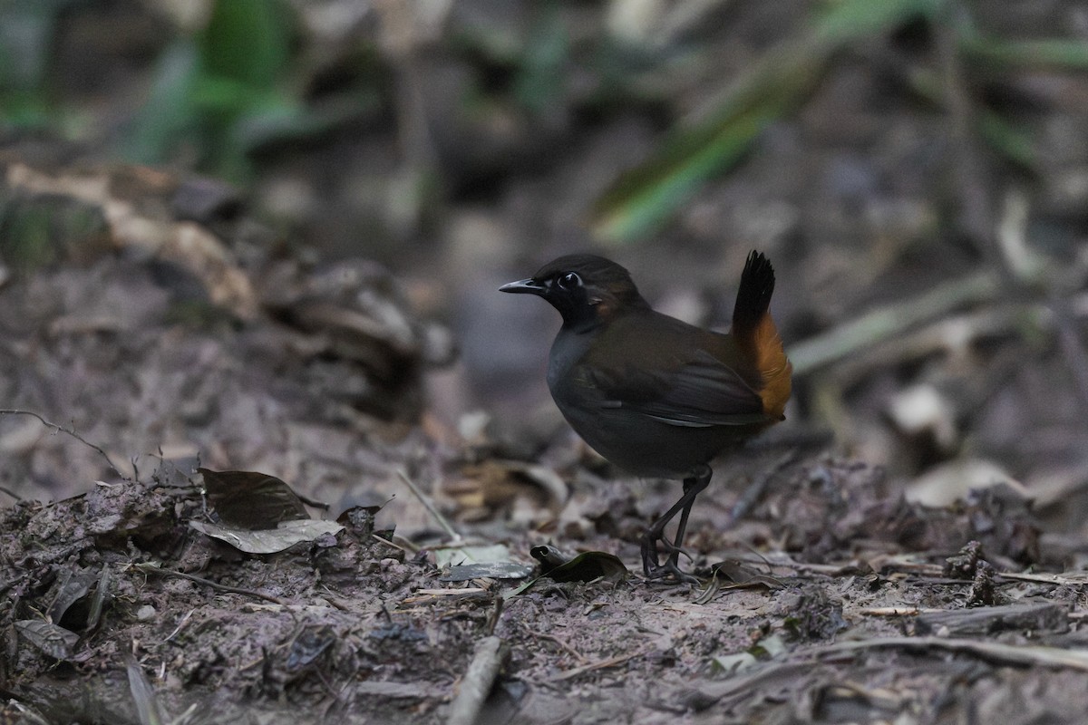 Black-faced Antthrush - ML643915511