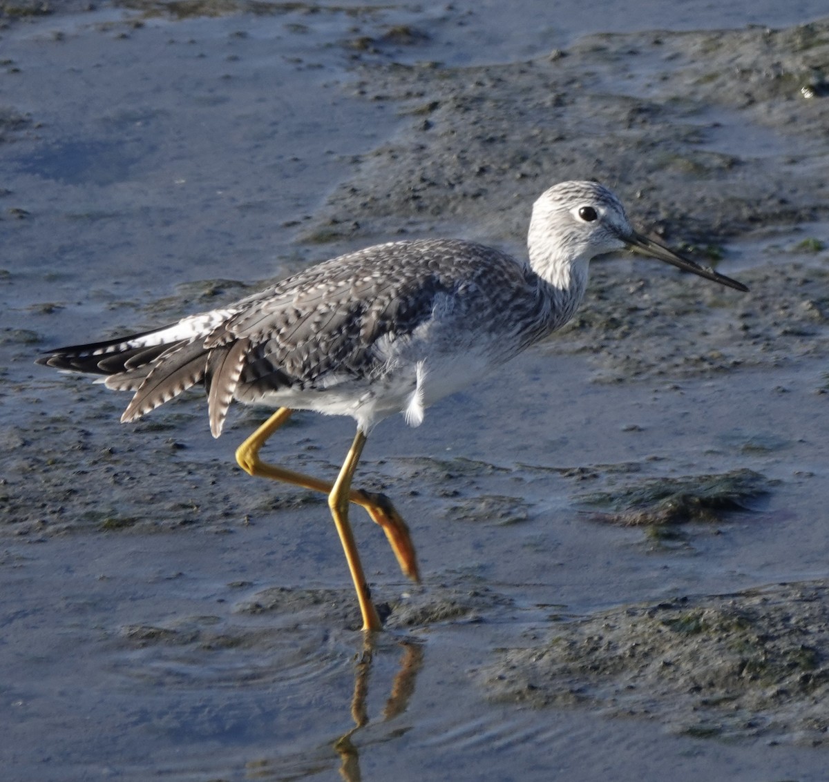 Greater Yellowlegs - ML643915536
