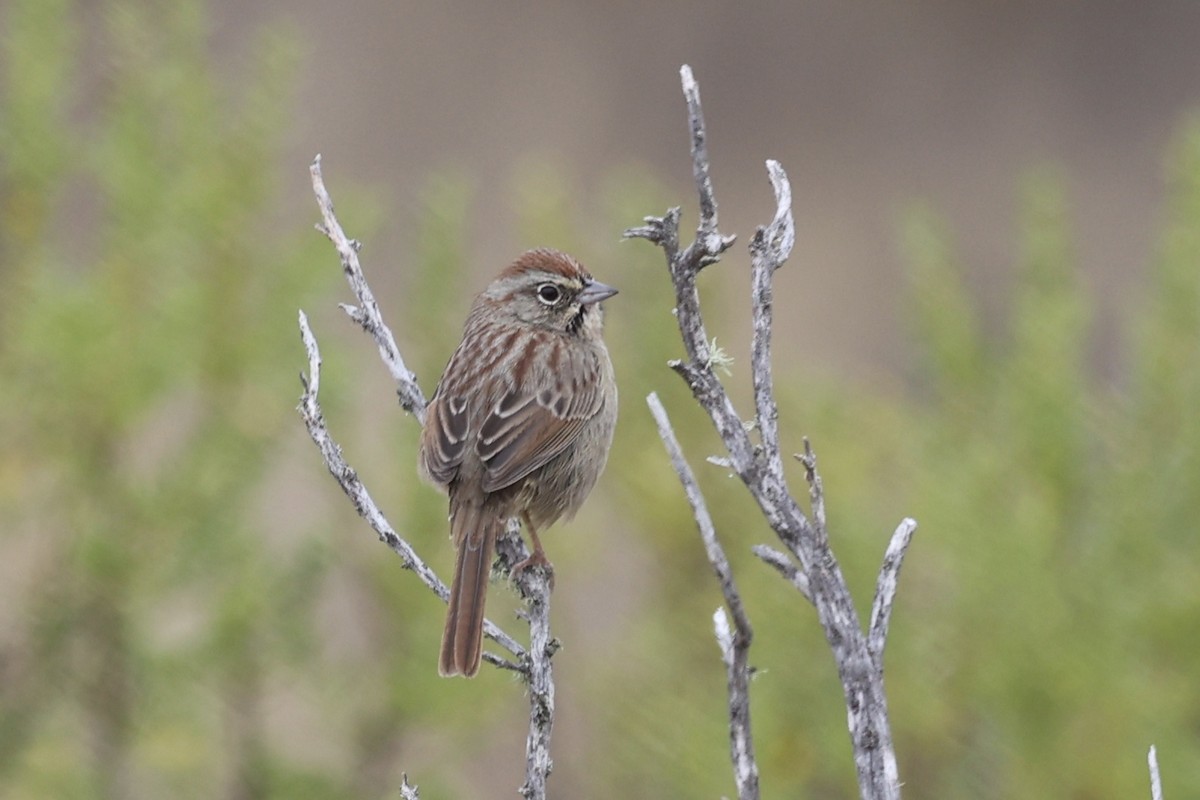 Rufous-crowned Sparrow - ML643915550