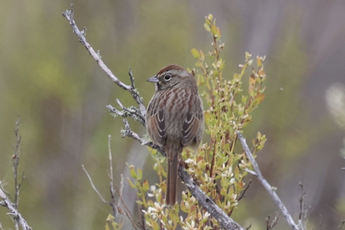 Rufous-crowned Sparrow - ML643915551