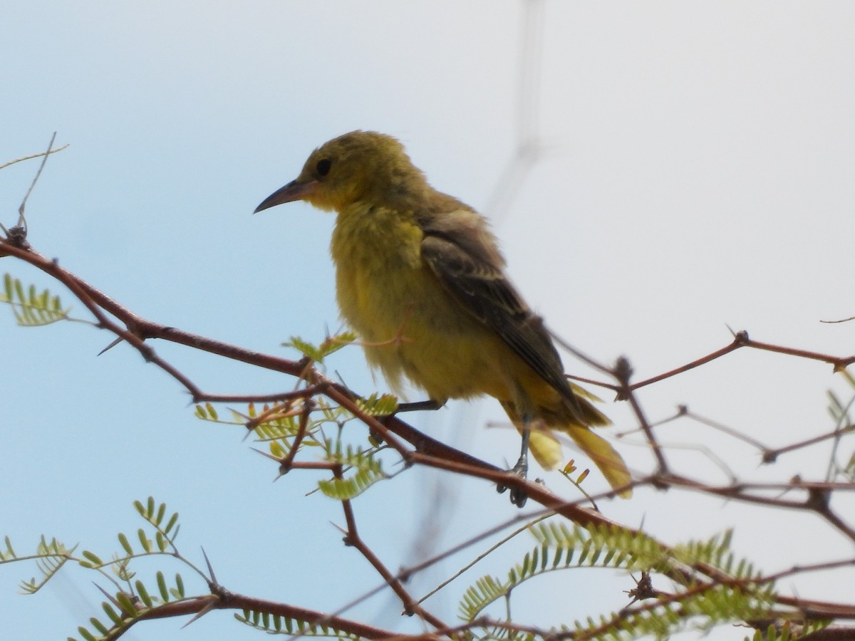 Hooded Oriole - ML643915554