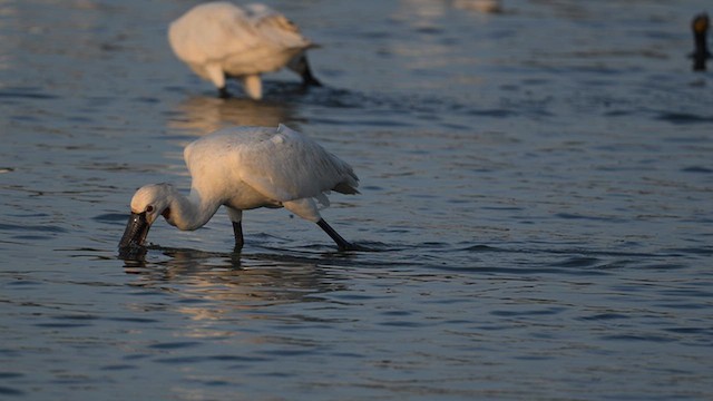 Eurasian Spoonbill - ML643915560