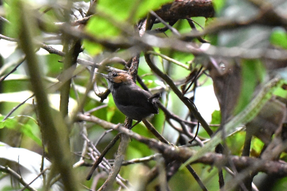 Tawny-faced Gnatwren - ML643915566