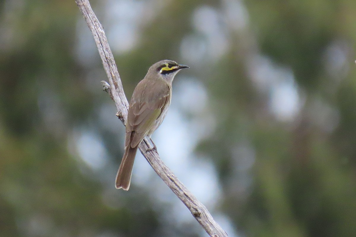 Yellow-faced Honeyeater - ML643915596
