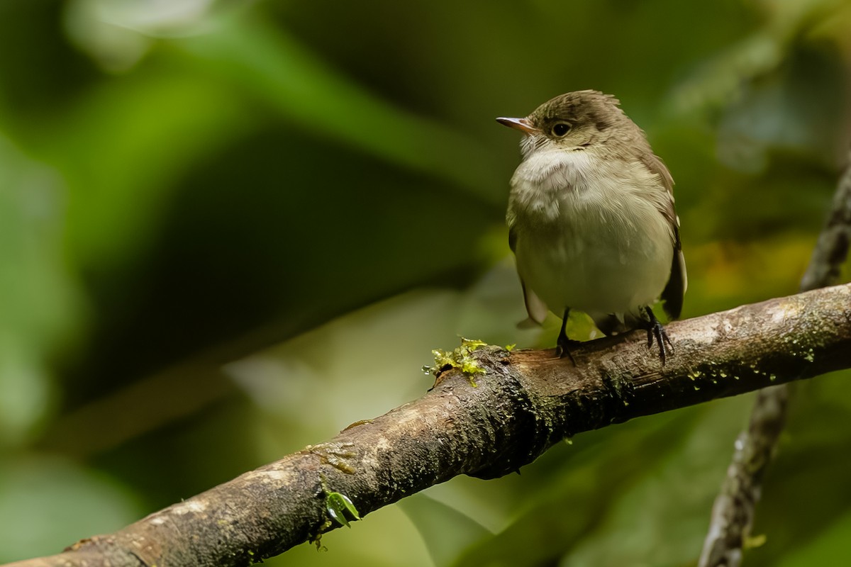 Euler's Flycatcher - ML643915599