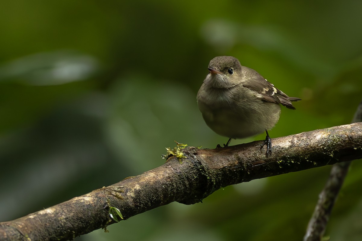 Euler's Flycatcher - ML643915600
