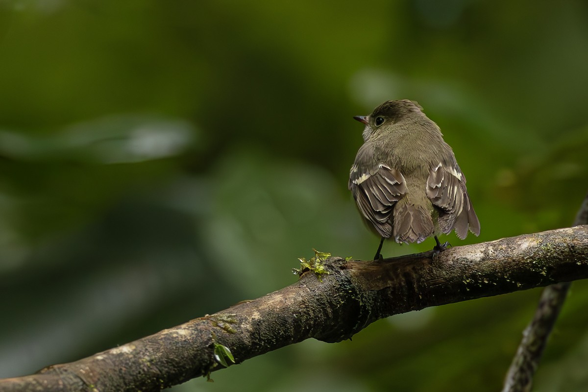 Euler's Flycatcher - ML643915601