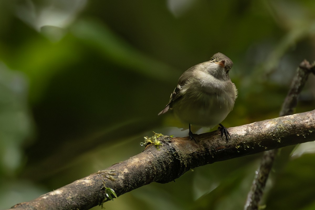 Euler's Flycatcher - ML643915602