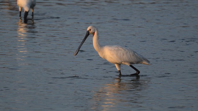Eurasian Spoonbill - ML643915604