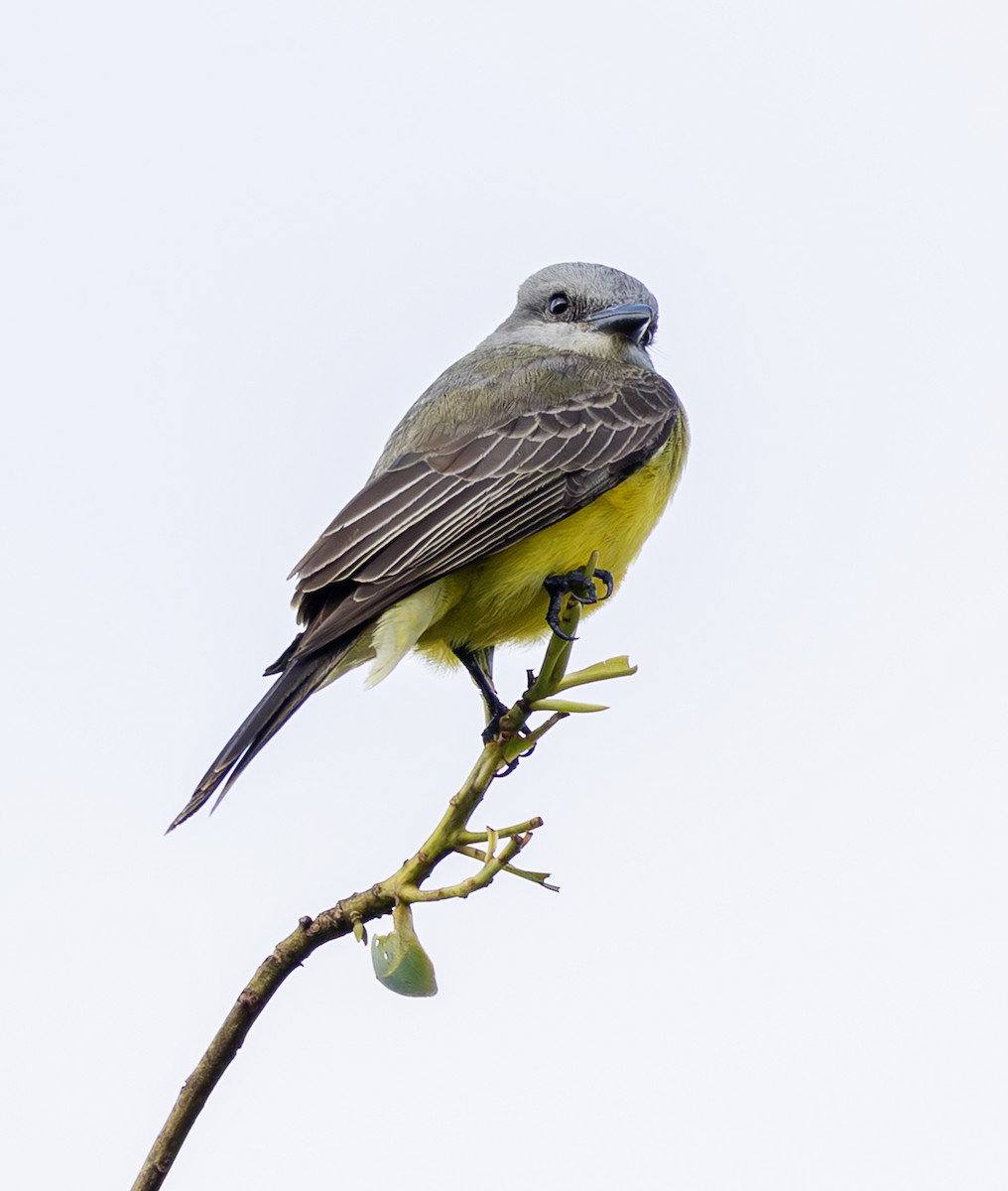Tropical Kingbird - ML643915612