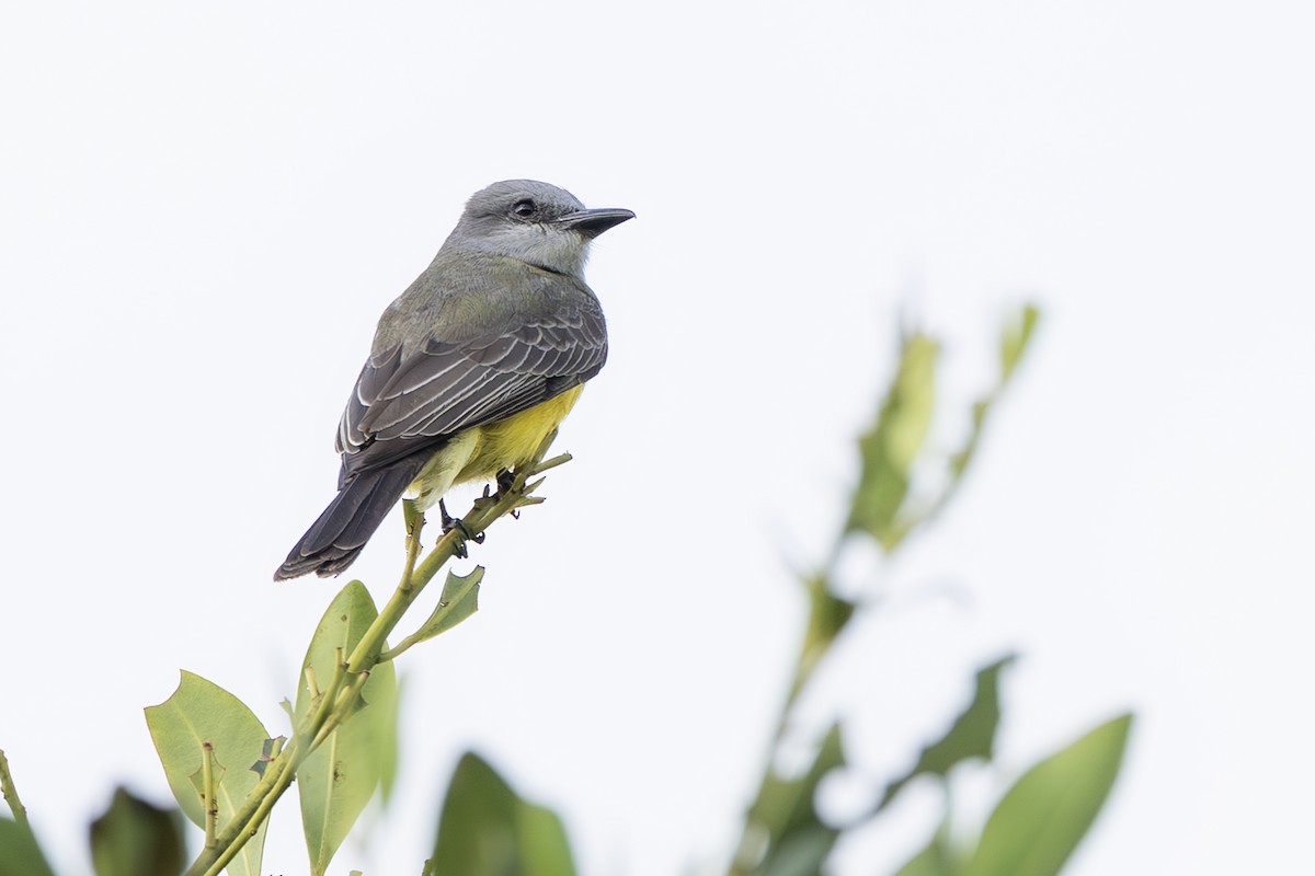 Tropical Kingbird - ML643915613