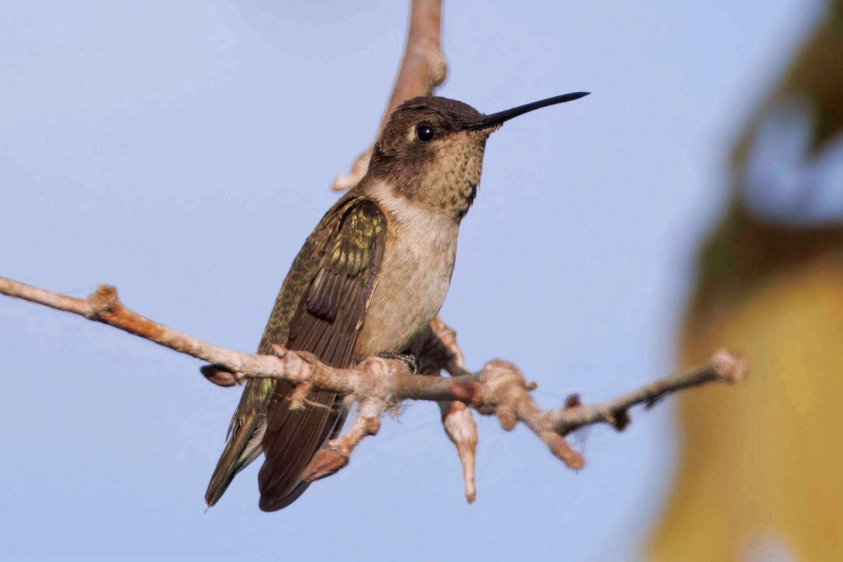 Black-chinned Hummingbird - ML643915640