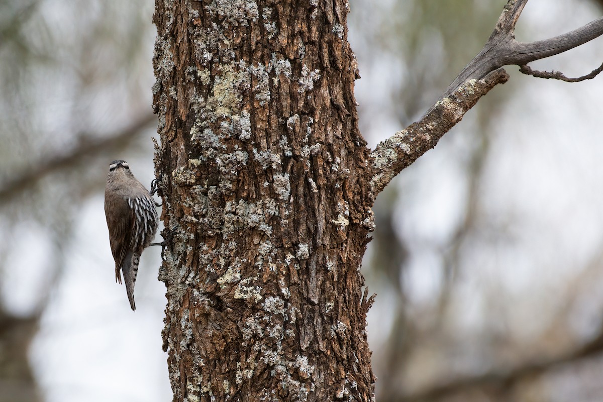 White-browed Treecreeper - ML643915641
