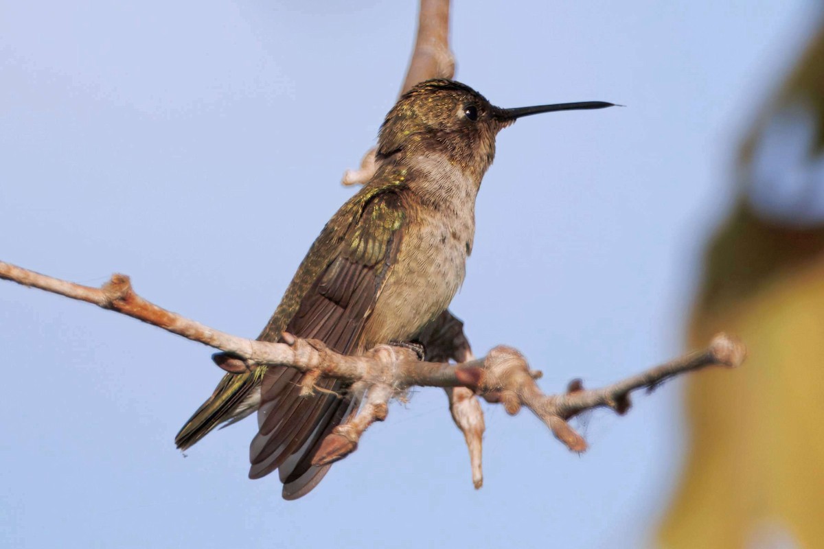 Black-chinned Hummingbird - ML643915642