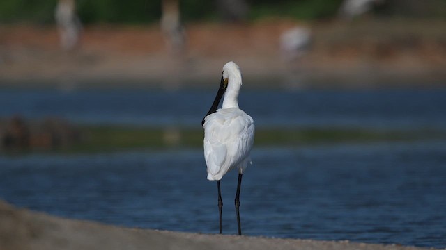 Eurasian Spoonbill - ML643915654