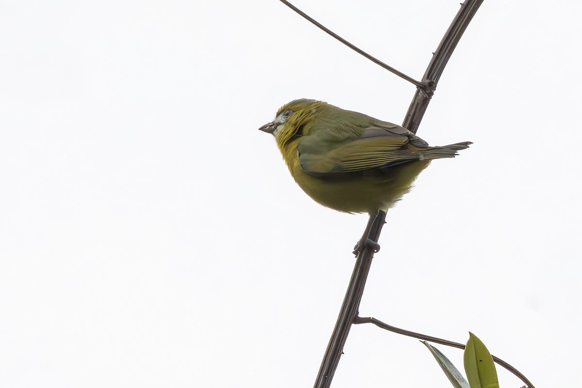 Sarıca Öfonya - ML643915656