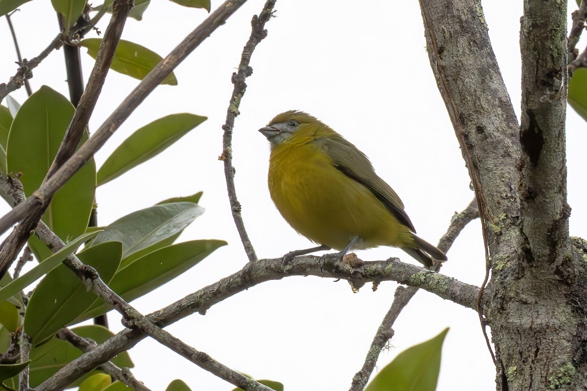 Sarıca Öfonya - ML643915657