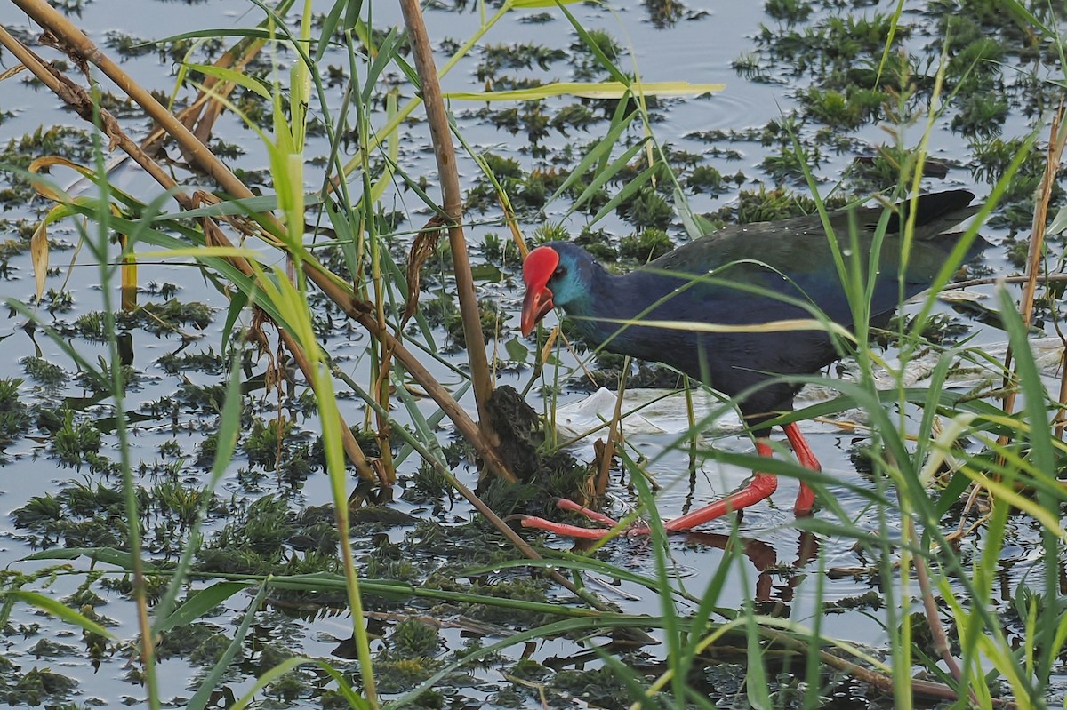 grønnryggsultanhøne - ML643915662