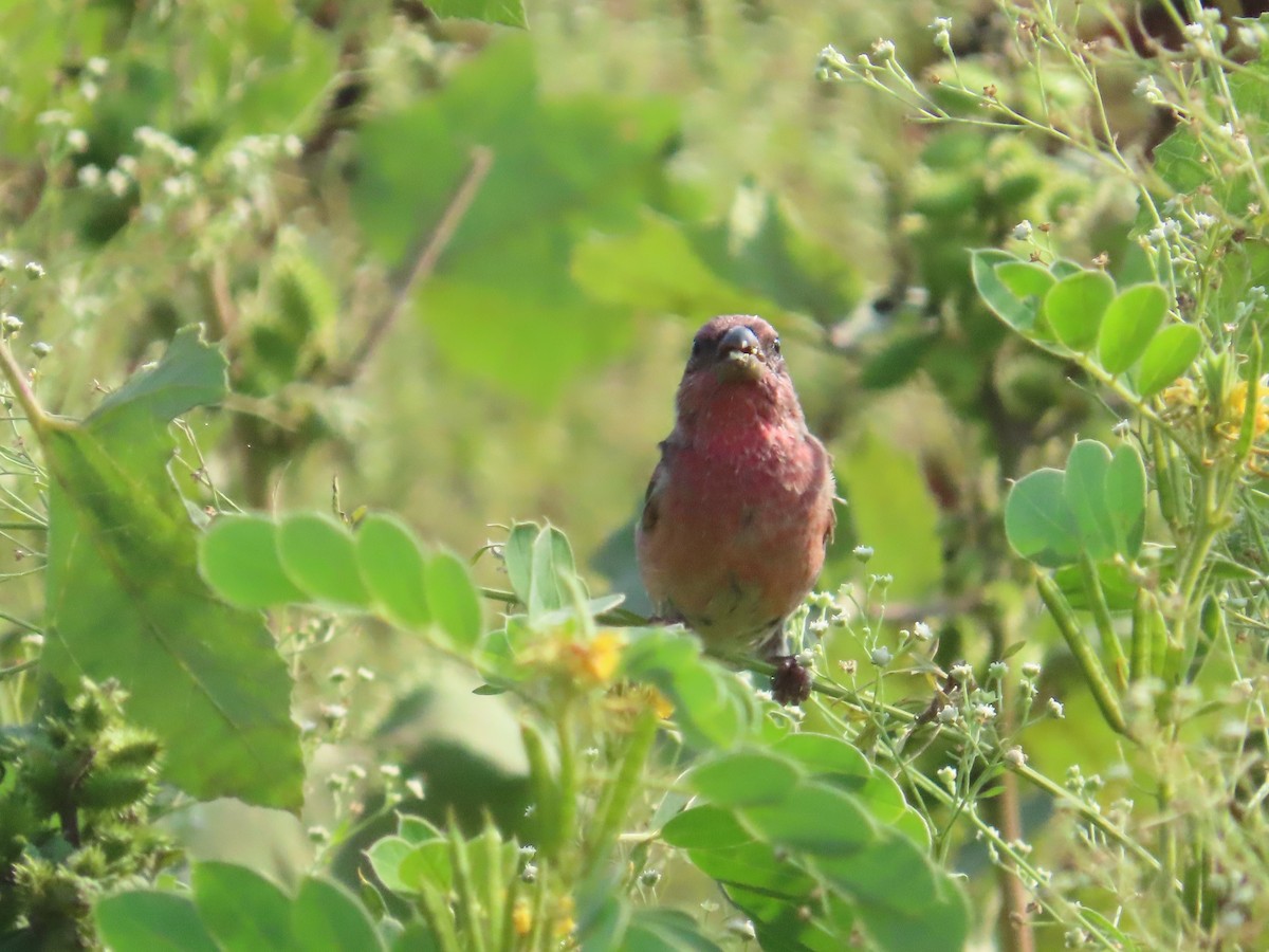 Common Rosefinch - ML643915702