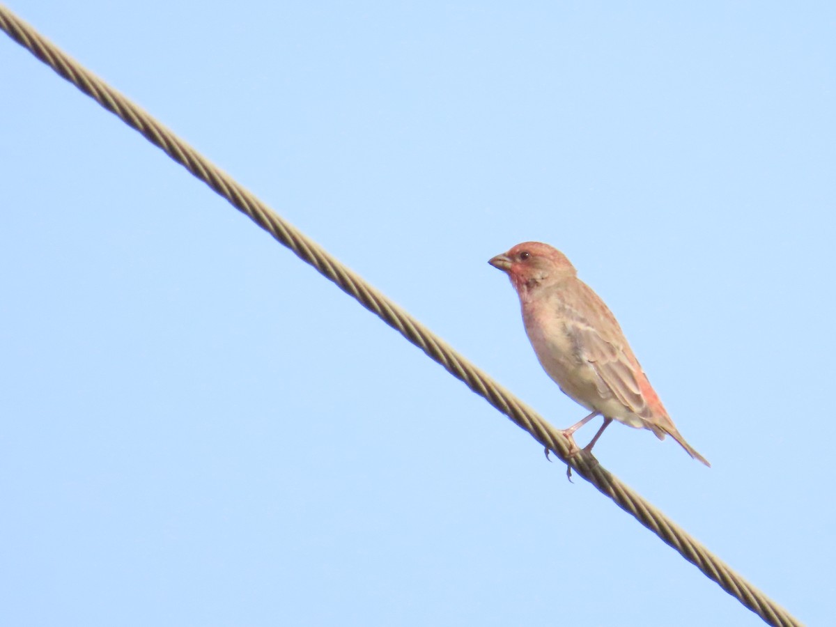 Common Rosefinch - ML643915707