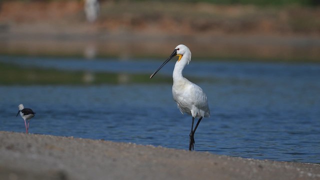 Eurasian Spoonbill - ML643915710