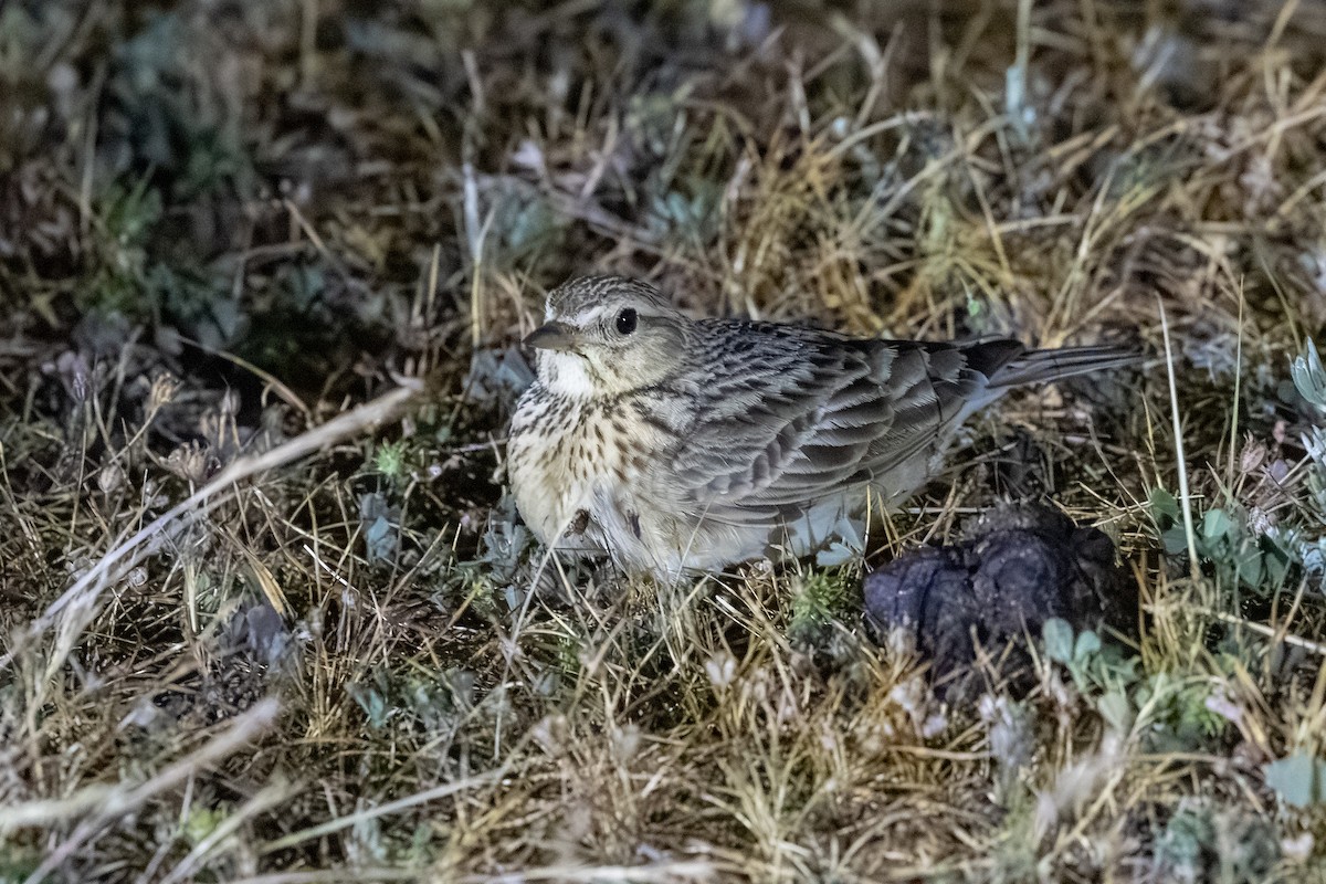 Singing Bushlark - ML643915714