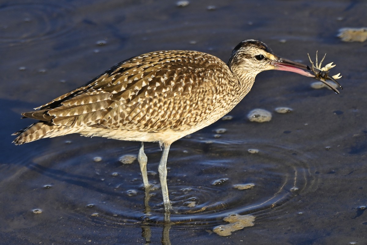 Hudsonian Whimbrel - ML643915737