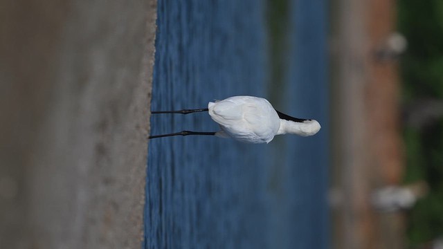 Eurasian Spoonbill - ML643915743