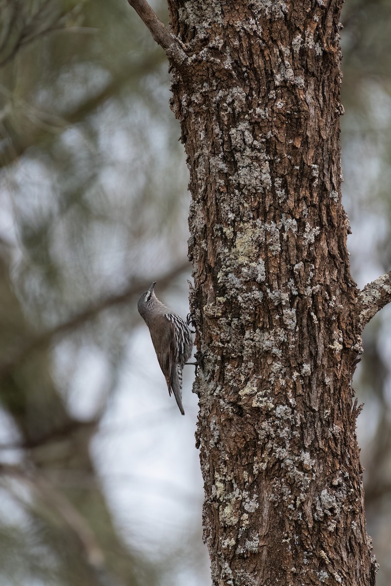 White-browed Treecreeper - ML643915777