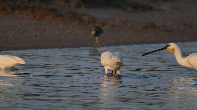 Eurasian Spoonbill - ML643915802