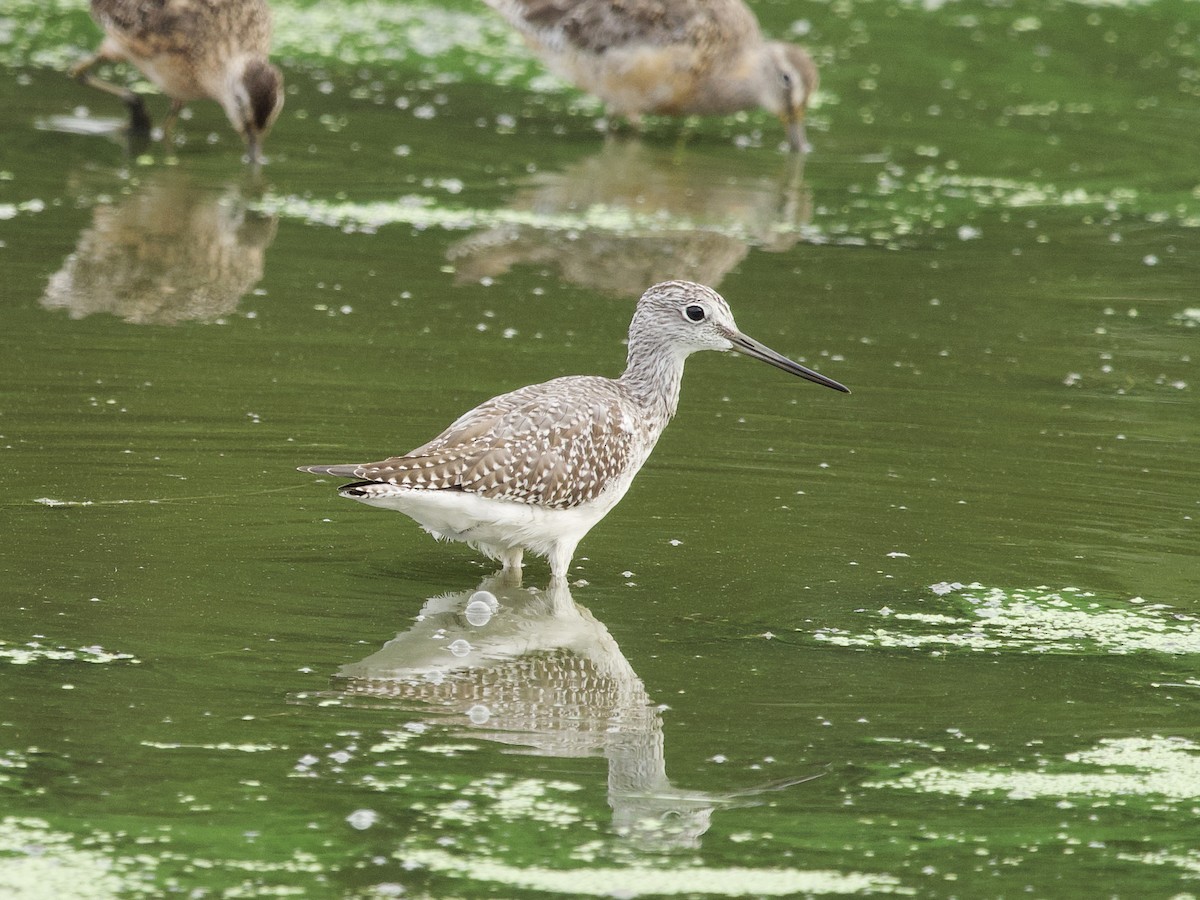 Greater Yellowlegs - ML643915824