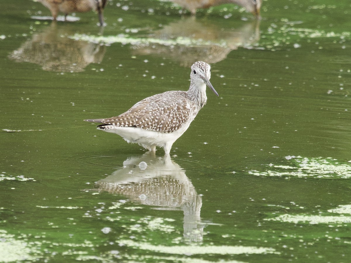 Greater Yellowlegs - ML643915825
