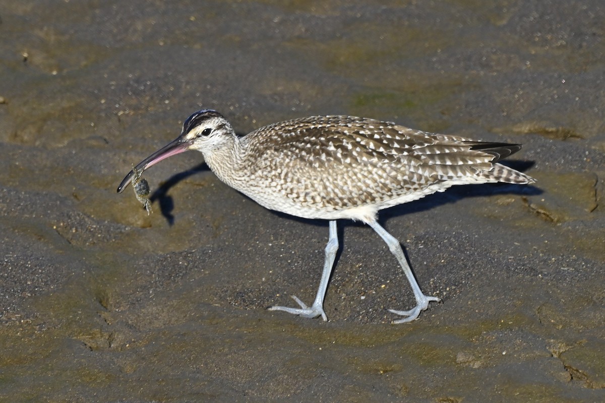 Hudsonian Whimbrel - ML643915828