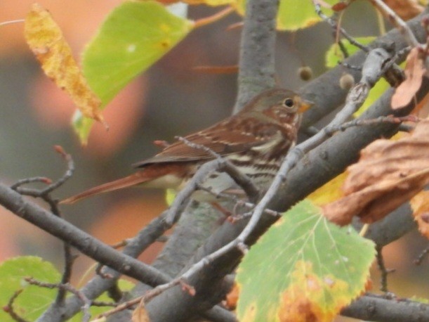 Fox Sparrow - ML643915835