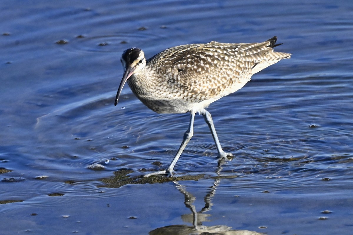 Hudsonian Whimbrel - ML643915836