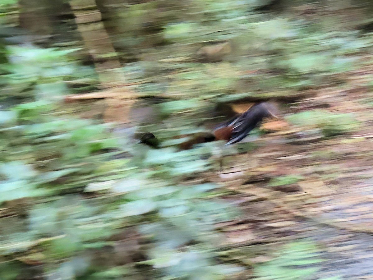 smålyrestjert - ML643915864