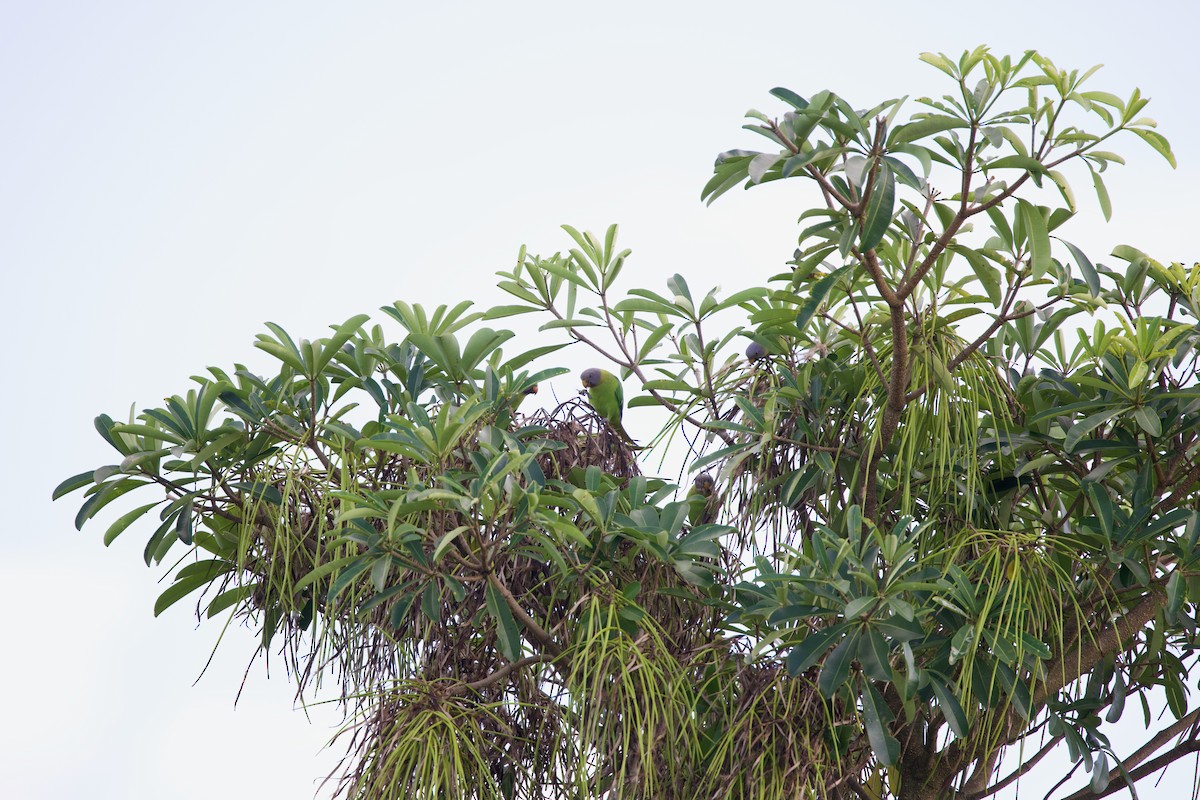 Gray-headed Parakeet - ML643915867
