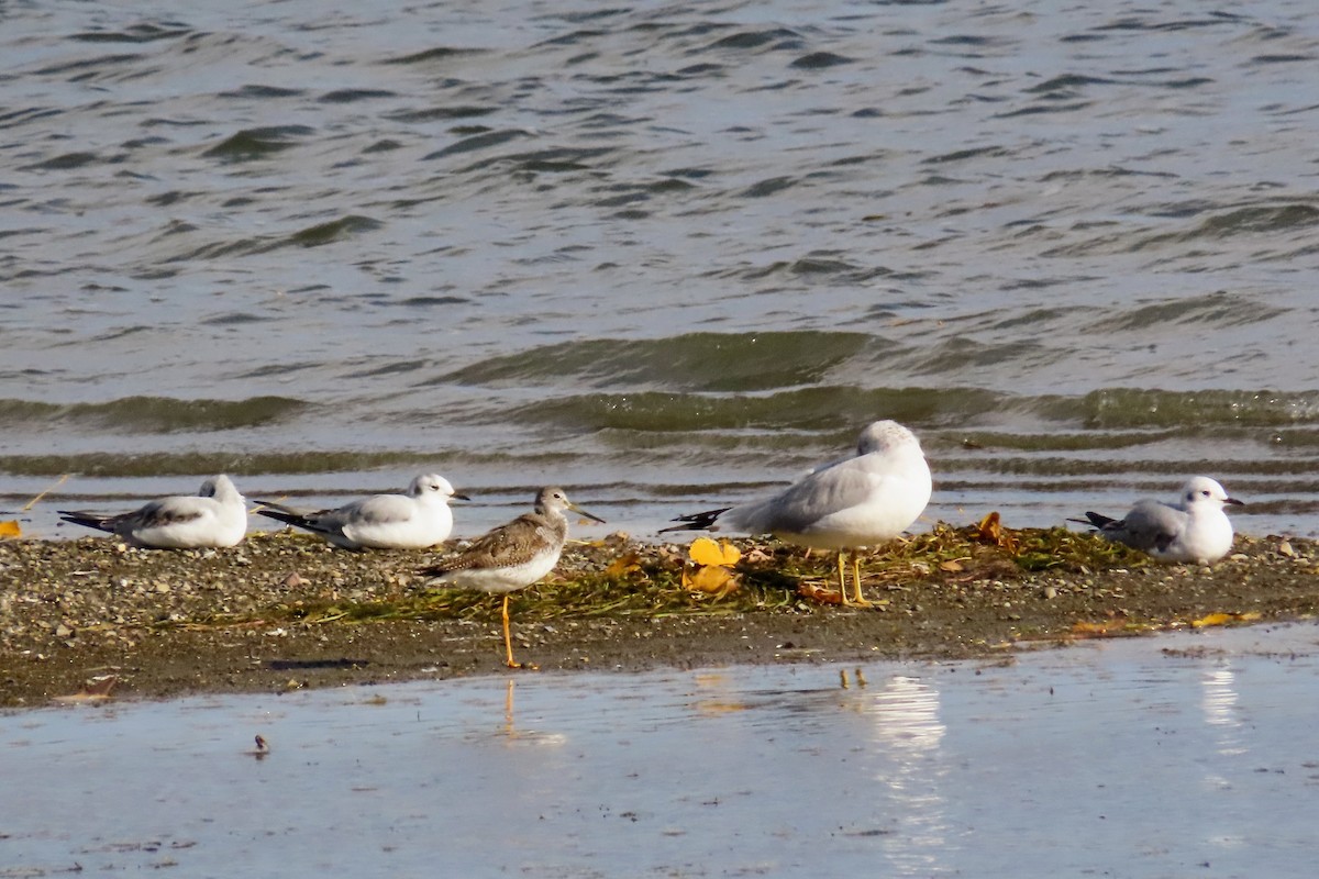 Greater Yellowlegs - ML643915871