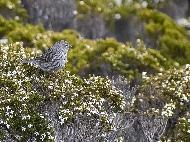 Plumbeous Sierra Finch (Northern) - ML643915899