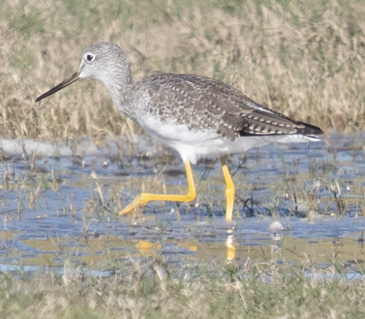 Greater Yellowlegs - ML643915909