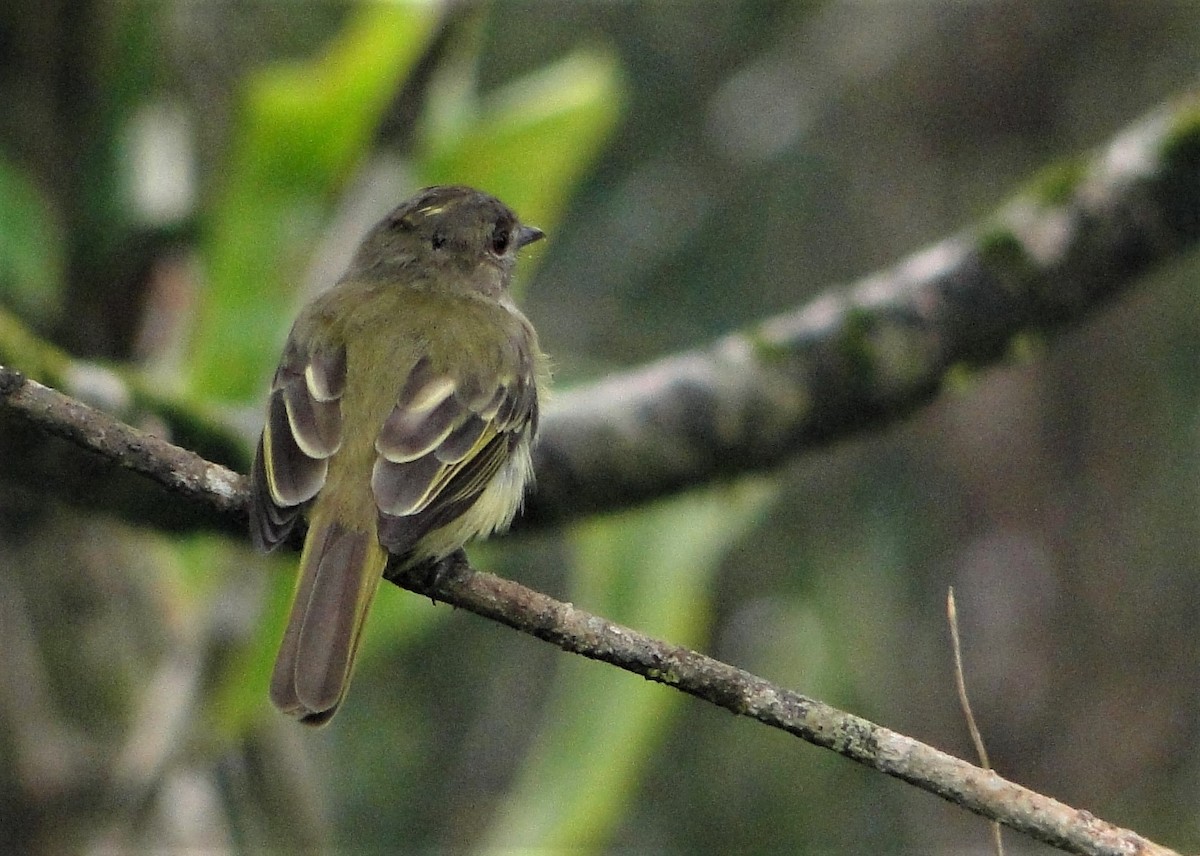 Yellow-crowned Elaenia - ML64391591