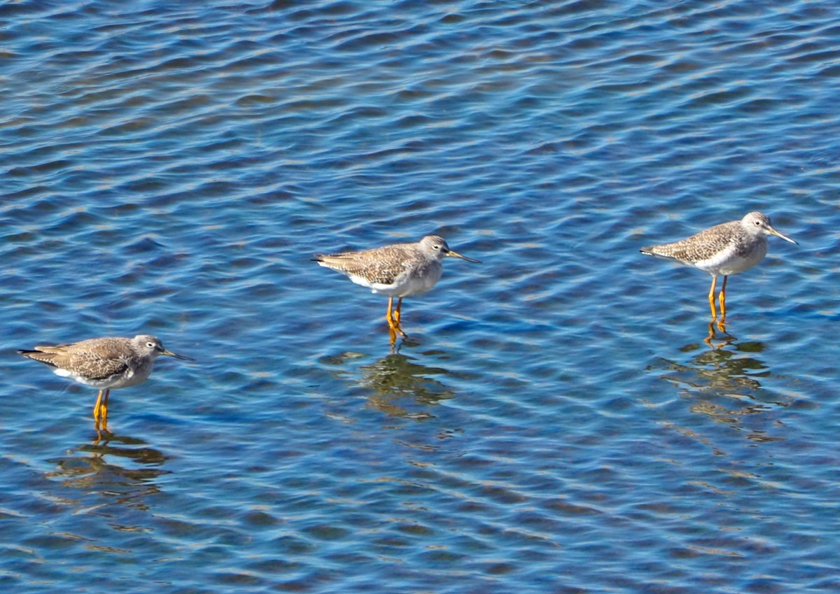 Greater Yellowlegs - ML643915919