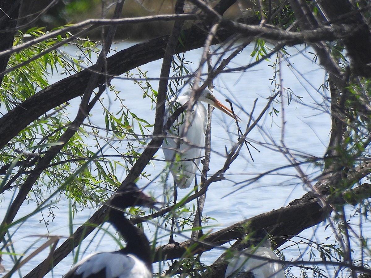 Great Egret - ML643915927