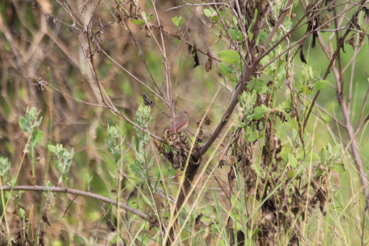 Astrild à croupion rose - ML643915971