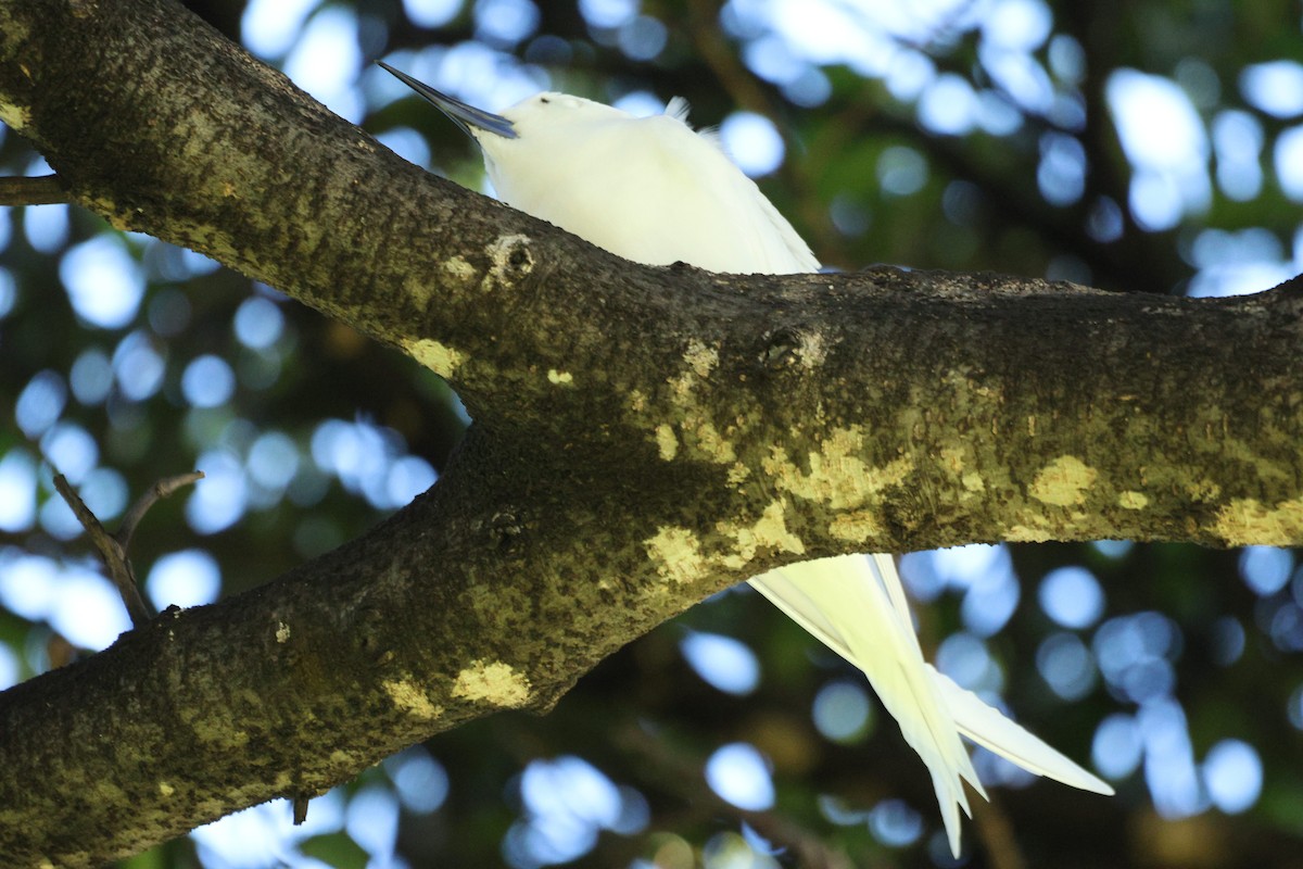 White Tern - ML643915985