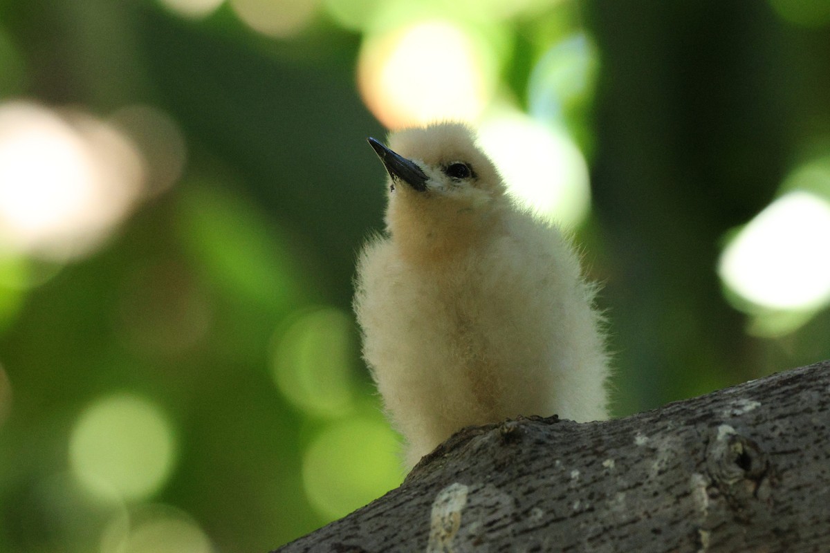 White Tern - ML643915986