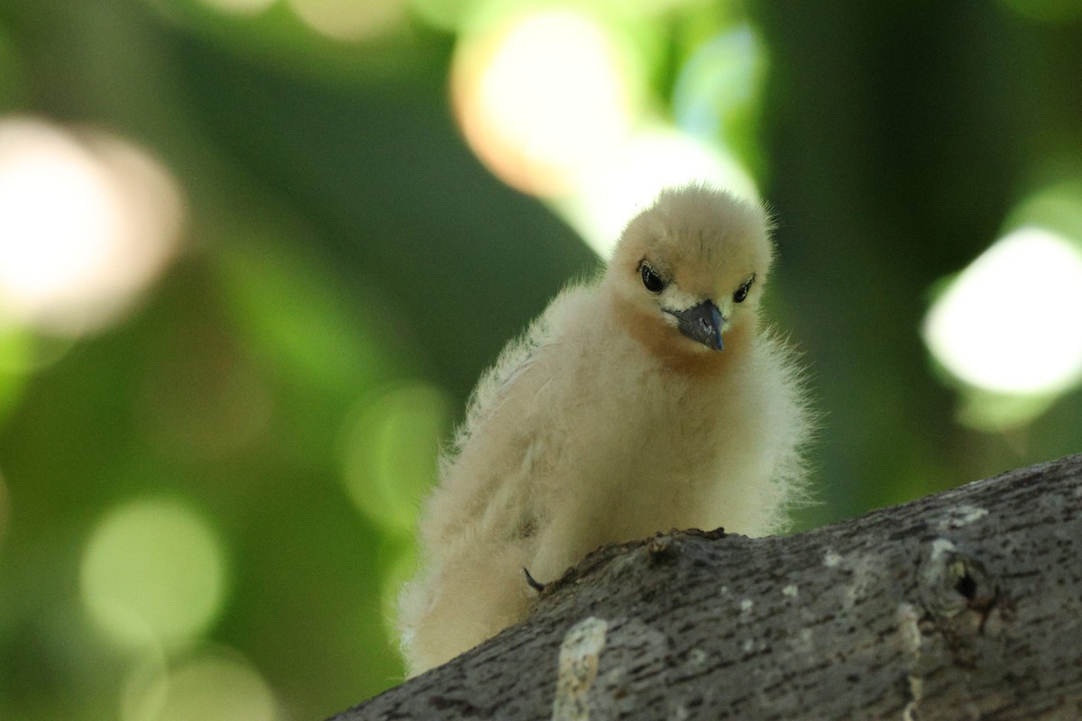 White Tern - ML643915987