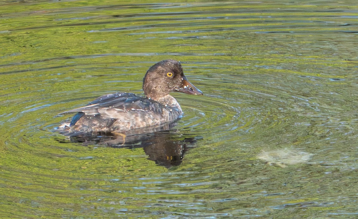 Common Goldeneye - ML643915990
