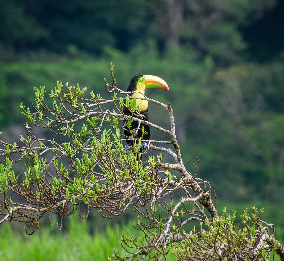 Keel-billed Toucan - ML643915991