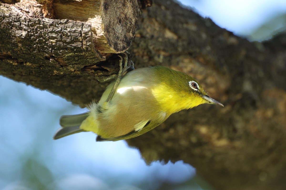 Warbling White-eye - ML643915995